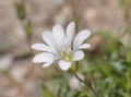 Cerastium soleirolii